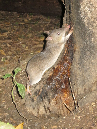 Queensland Barred Bandicoot