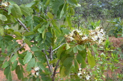 Isoberlinia angolensis