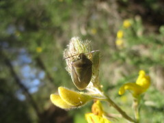 Piezodorus punctipes