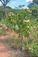 Isoberlinia angolensis