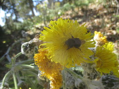 Bombus terrestris canariensis