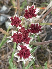 Lomatium hooveri