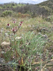 Lomatium hooveri