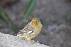 Serinus canaria domesticus