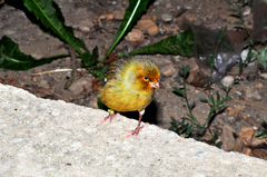 Serinus canaria domesticus