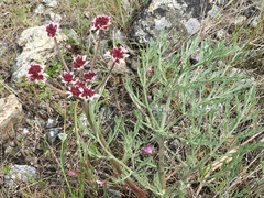 Lomatium hooveri