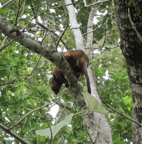 Lumholtz's Tree Kangaroo (Dendrolagus lumholtzi)