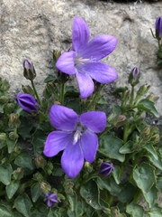 Campanula poscharskyana