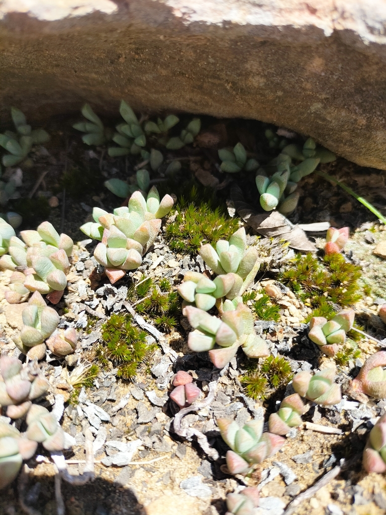 Ruschia intervallaris L. Bolus 3