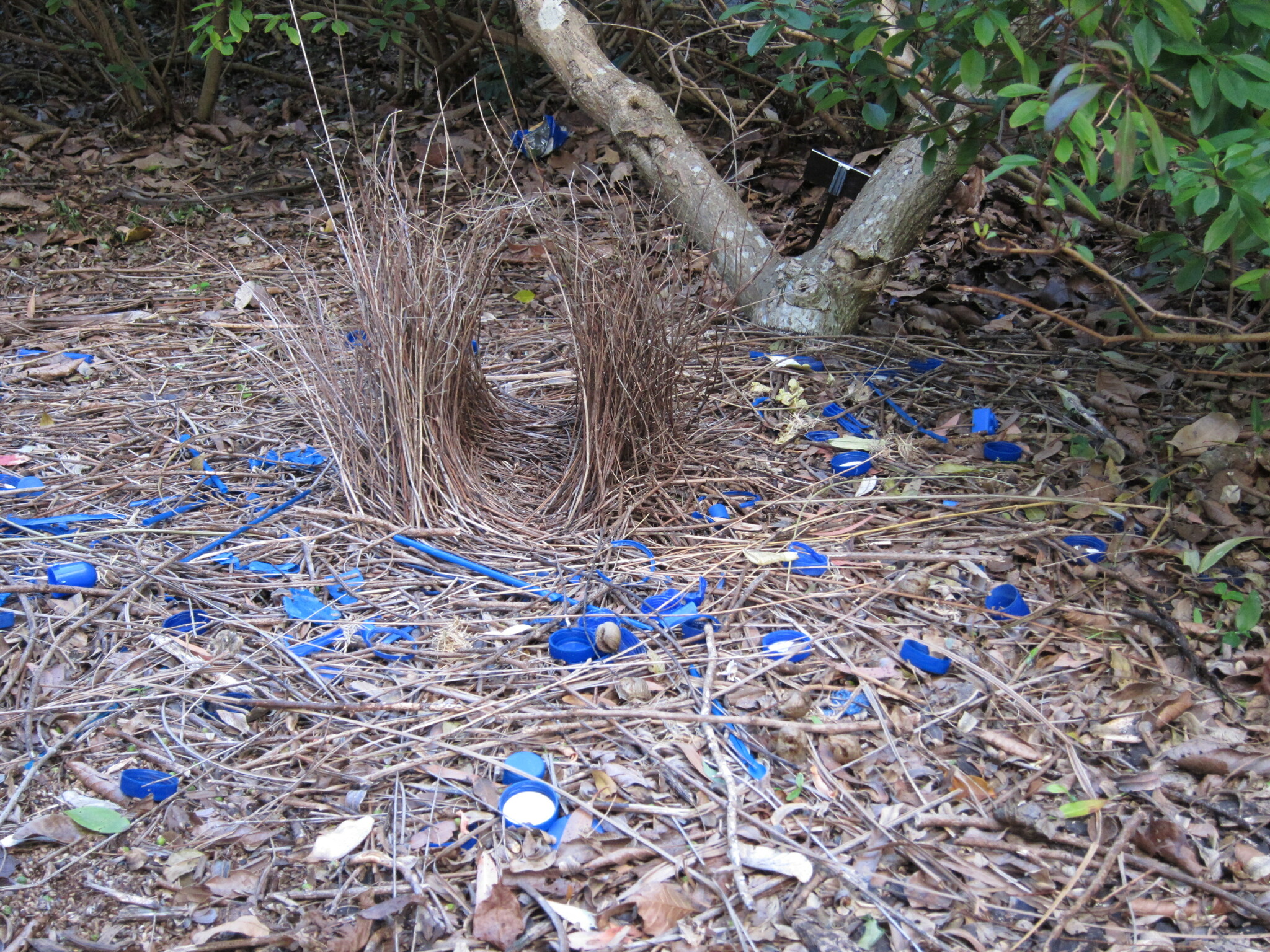 Satin Bowerbird illustration