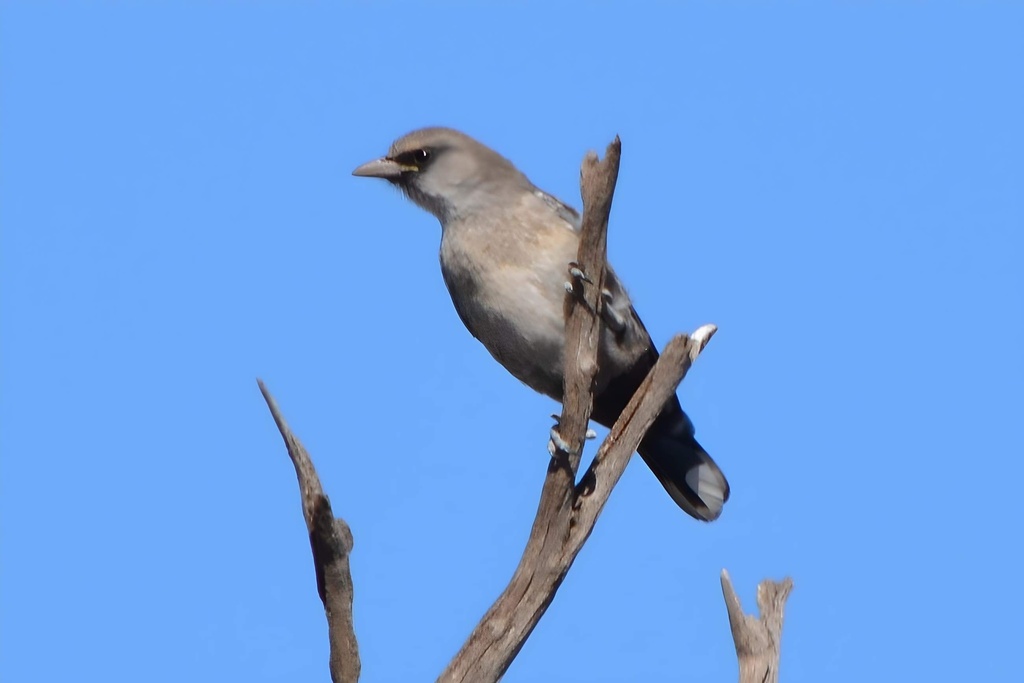 Black Faced Woodswallow From Whyalla Conservation Park Whyalla Barson   Large 