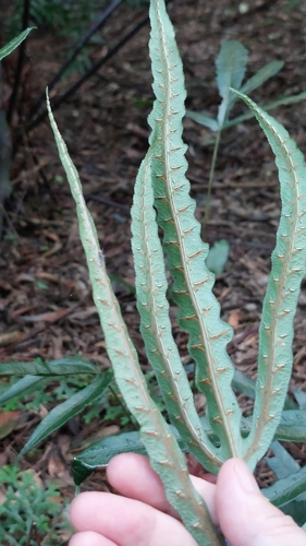 Woodwardia harlandii (Woodwardia harlandii)