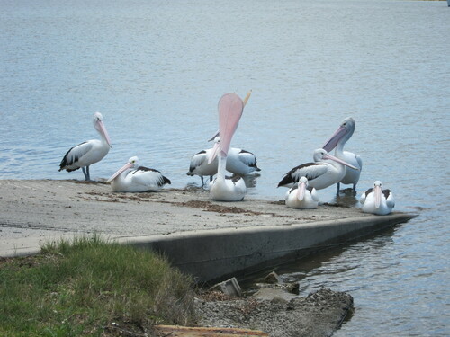 Australian Pelican (Pelecanus conspicillatus), photo 10