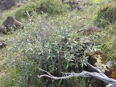 Frangula californica tomentella