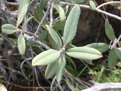 Frangula californica tomentella
