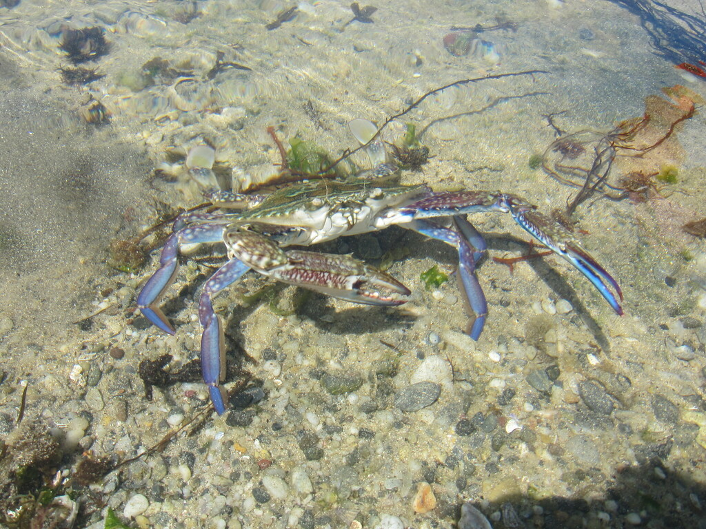 Portunus armatus