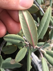 Frangula californica tomentella