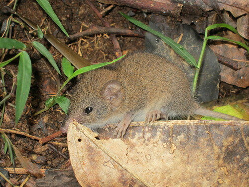 Brown Antechinus (Antechinus stuartii)