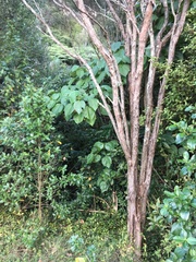 Piper excelsum excelsum