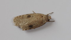 Agonopterix propinquella