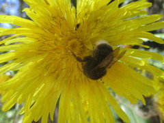 Bombus terrestris canariensis
