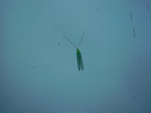 Apertochrysa edwardsi photo 6