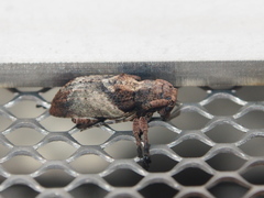 Pterolophia annulata