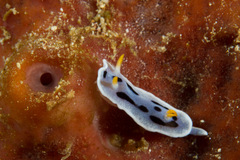 Chromodoris alcalai