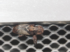 Pterolophia annulata