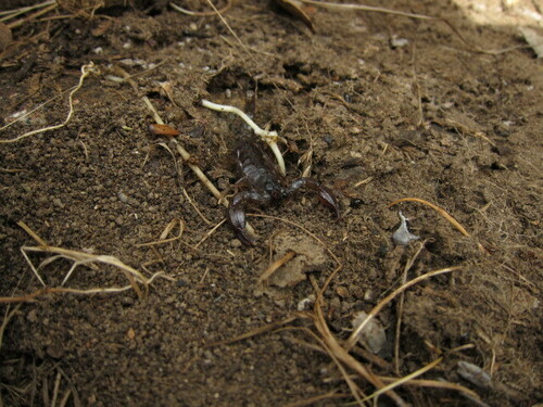Black rock scorpion photo 4