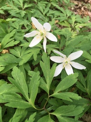 Anemonoides nemorosa