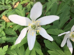 Anemonoides nemorosa