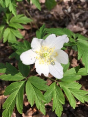 Anemonoides nemorosa