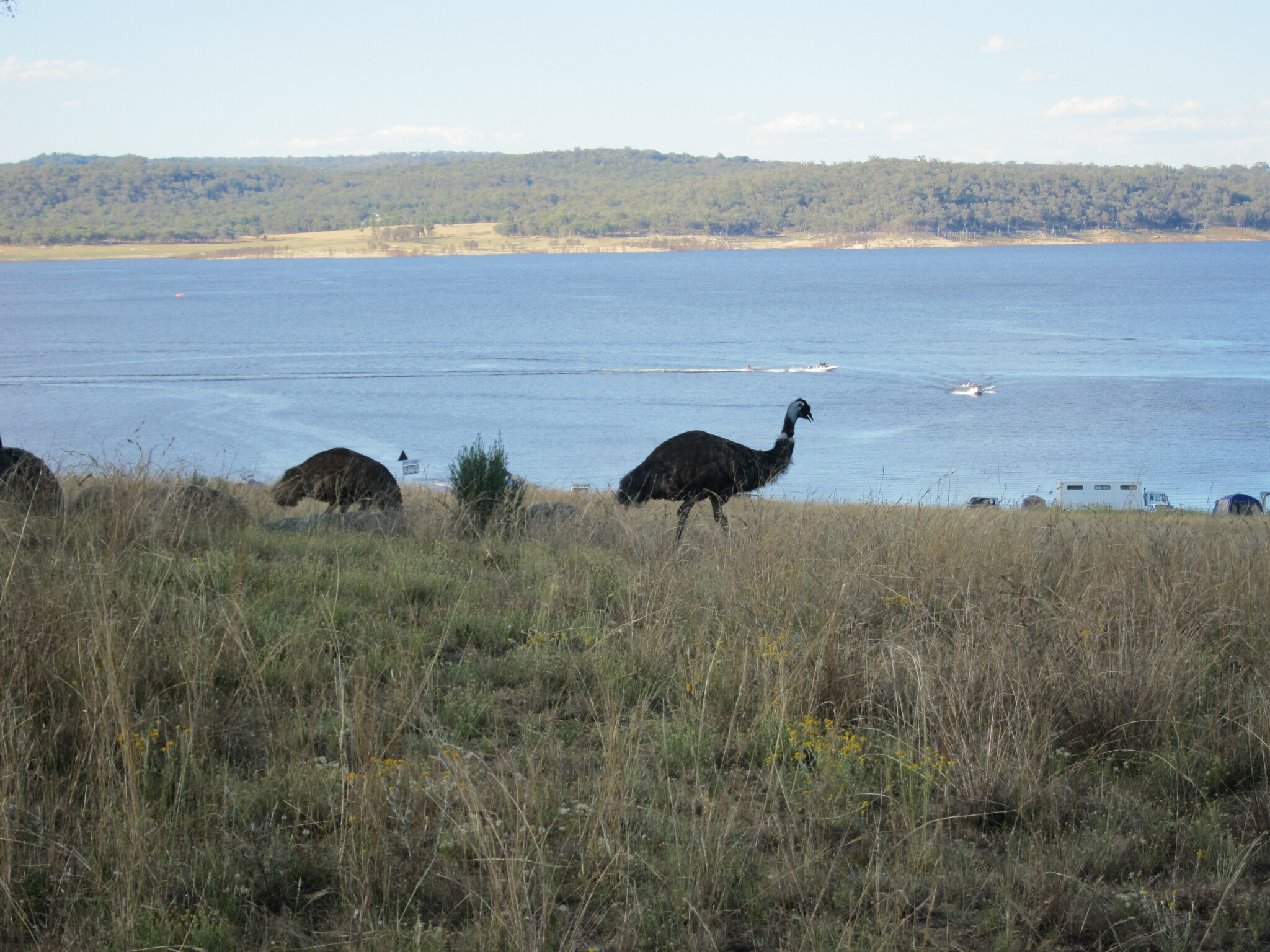 Emu illustration