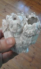 Austromegabalanus cylindricus