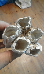 Austromegabalanus cylindricus