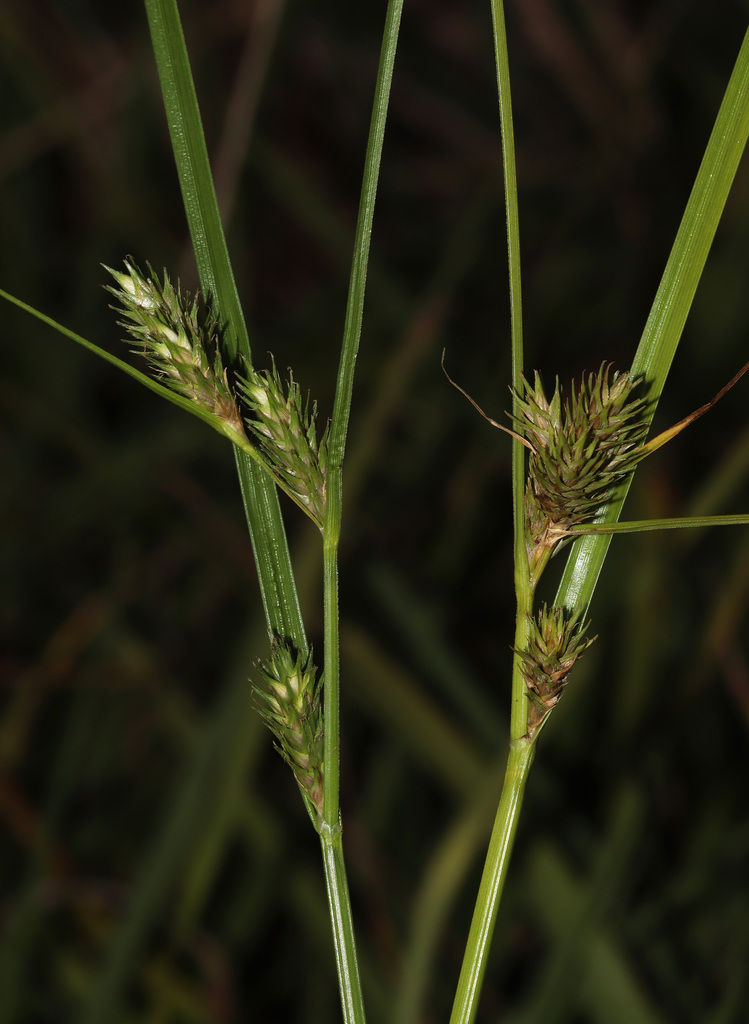 Carex lophocarpa