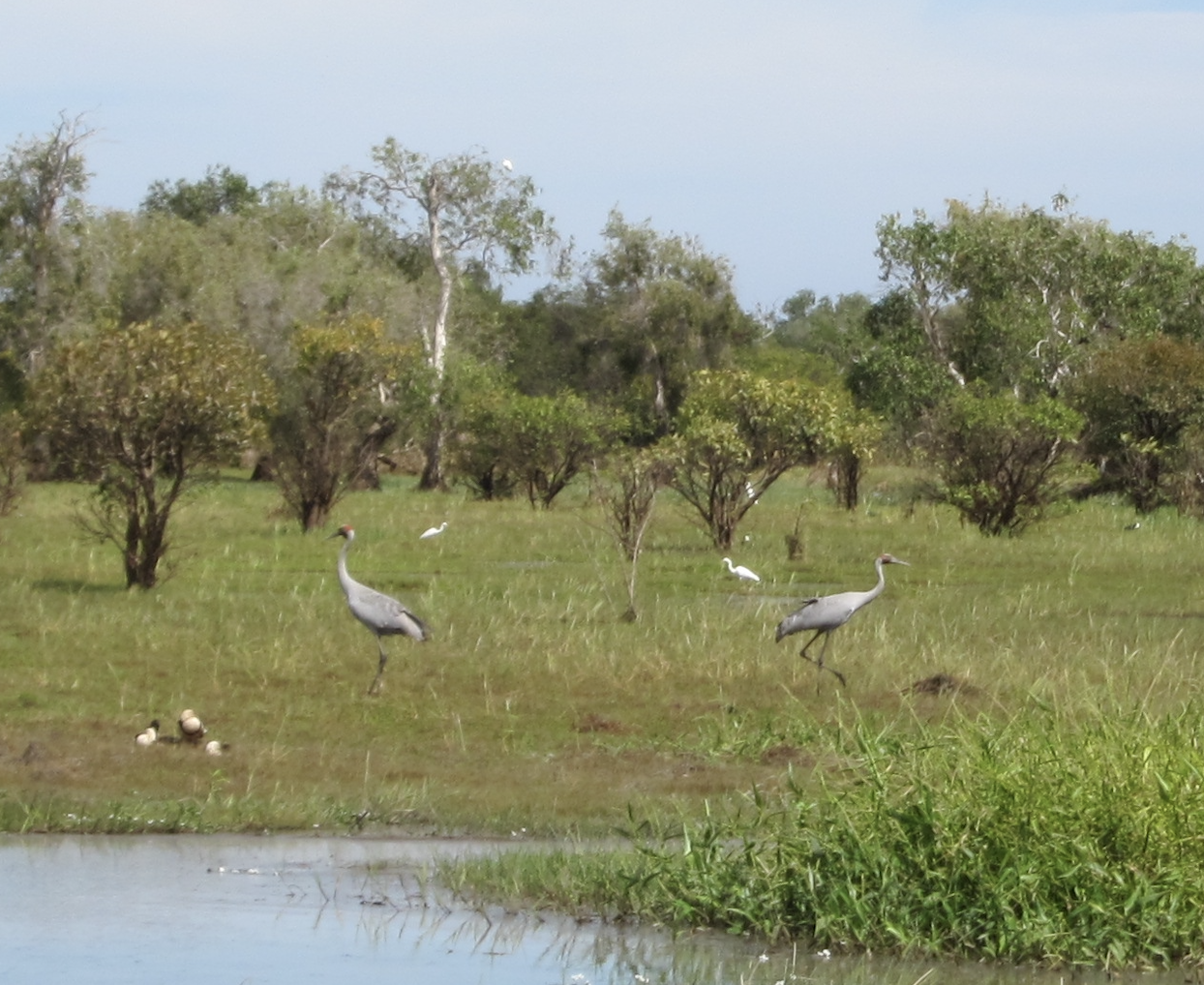 Brolga illustration