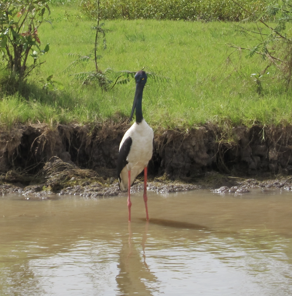 Black-necked Stork illustration