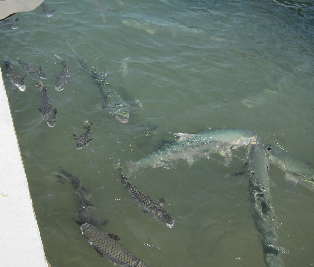 Milkfish
