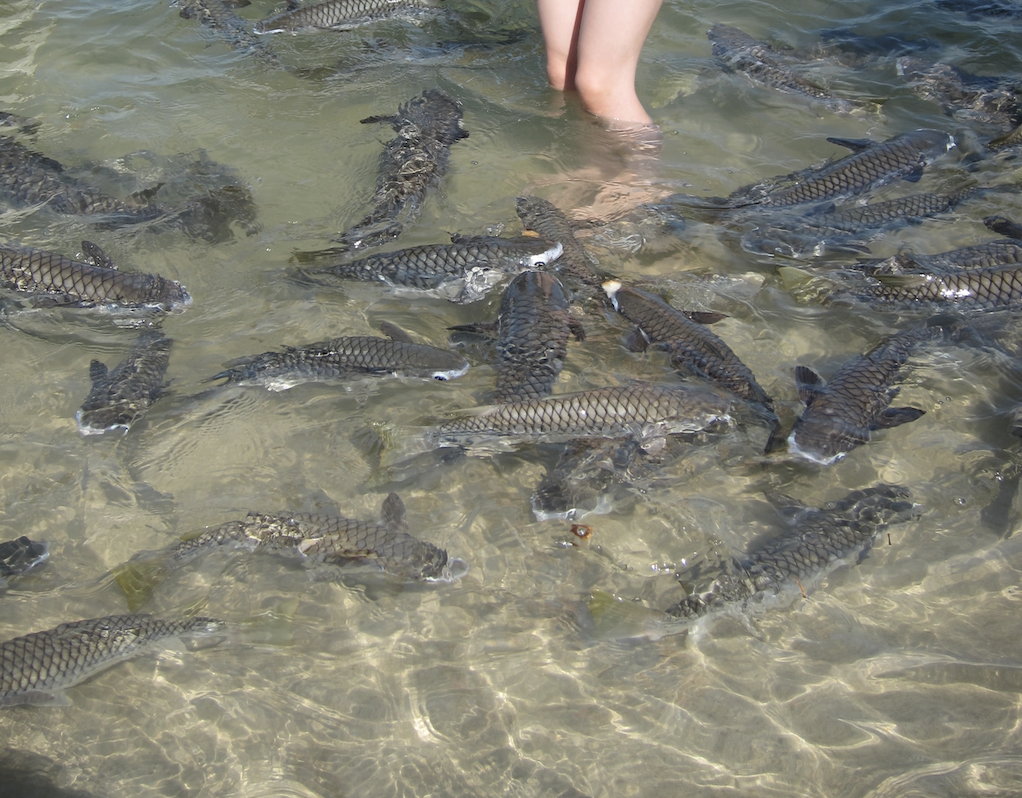 Diamond-scaled Mullet