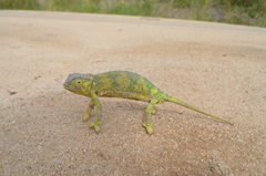 Chamaeleo dilepis