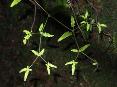 Dicranopteris linearis