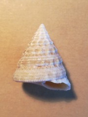 Tectus fenestratus