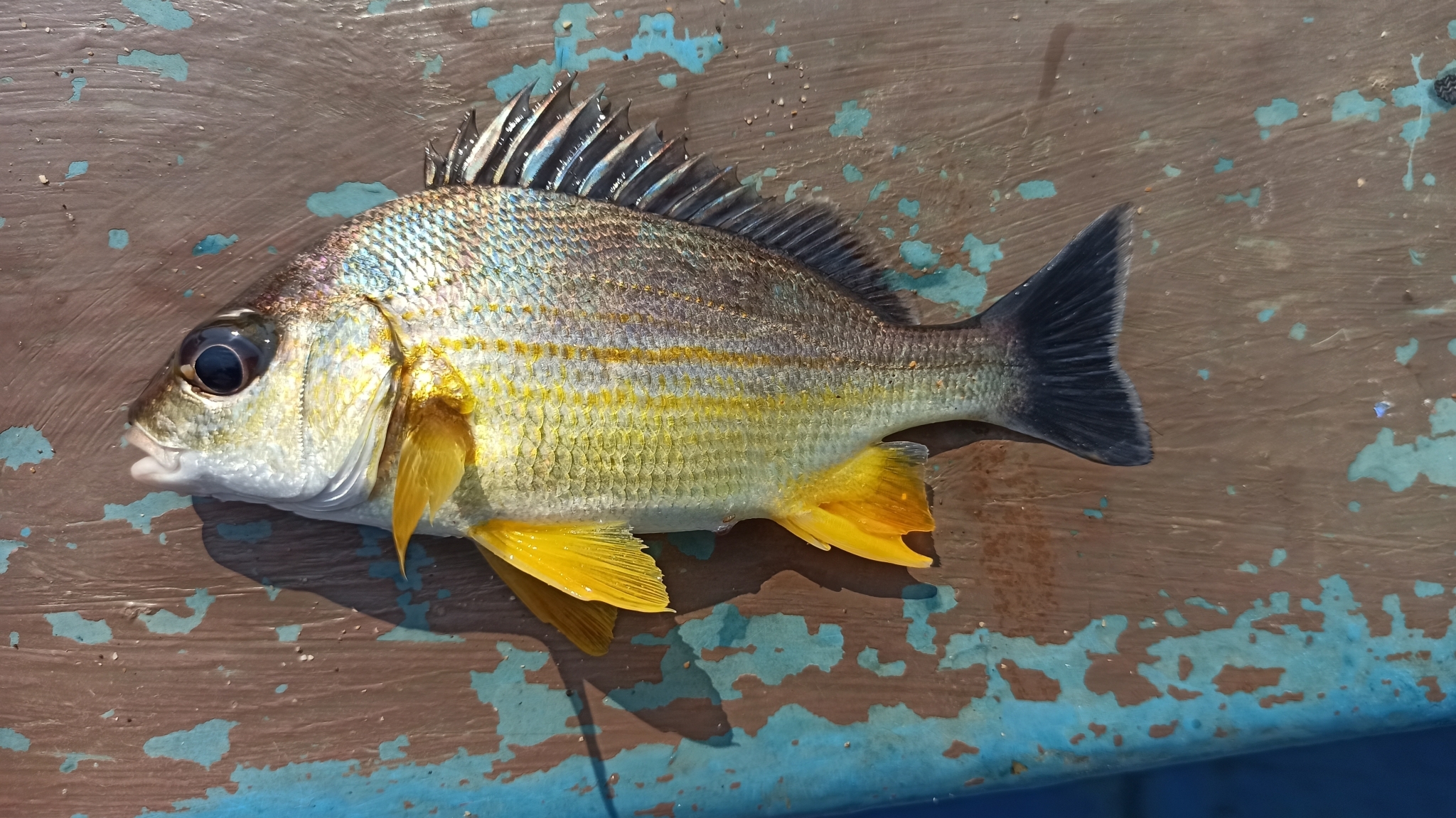 Guoraca Grunter photo 3