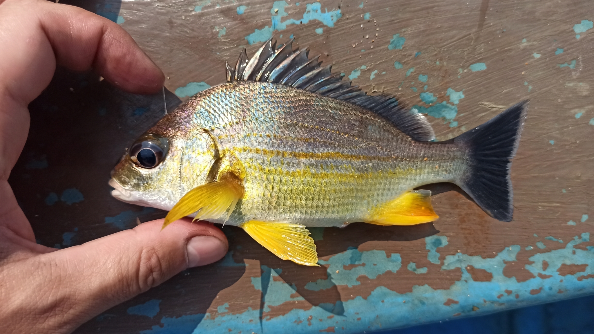 Guoraca Grunter photo 4