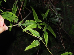 Dicranopteris linearis