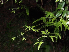 Dicranopteris linearis