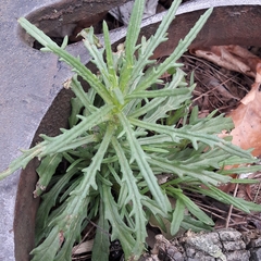 Senecio inaequidens