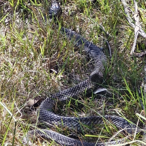 Tiger Snake sighting